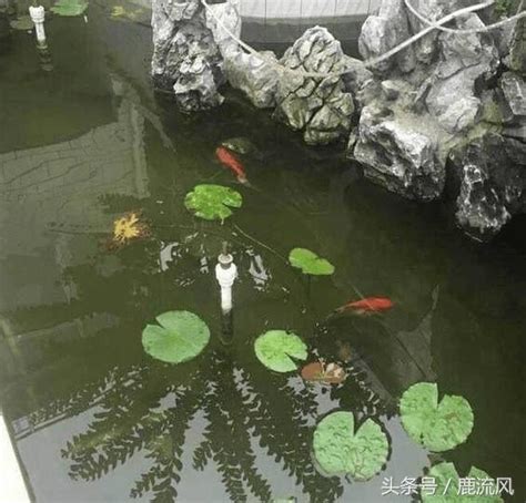 房子後面有魚池好嗎|【在魚塘上蓋房風水好嗎】池塘對住宅風水有何影響 